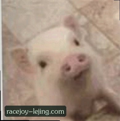 赵敏